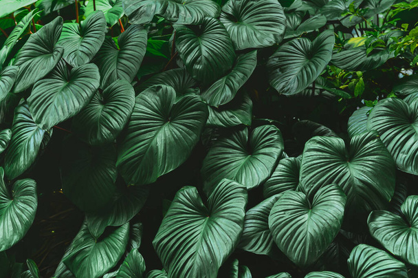 Темно-зелене тропічне листя. креативне планування з листя природа темно-зеленого фону. Пласка лежала. Концепція природи. Низький ключ
 - Фото, зображення