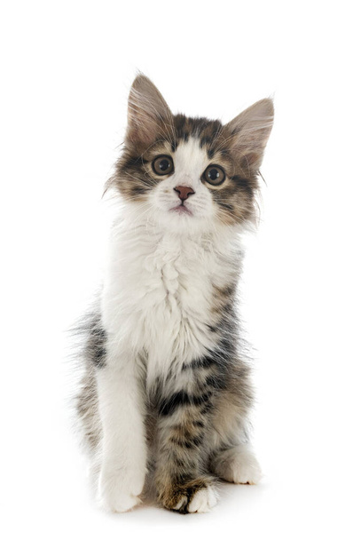 young Kurilian Bobtail in front of white background - Foto, afbeelding