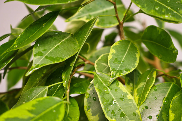 Τα φύλλα του φυτού Ficus benjamin σε σταγόνες νερού μετά τον ψεκασμό, σε γλάστρα σε ελαφρύ φόντο από κοντά. Μαλακή επιλεκτική εστίαση. Φυτό εσωτερικού χώρου για ανθοκομία και φυτοσχεδιασμό εσωτερικών χώρων. - Φωτογραφία, εικόνα