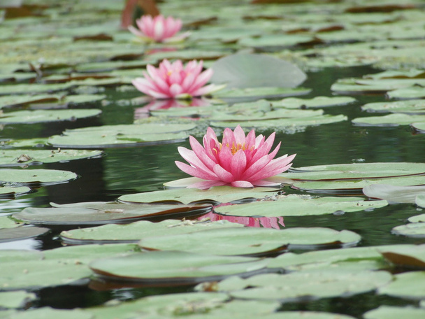 The beautiful Blooming lotus flower - Φωτογραφία, εικόνα