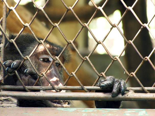 bir kafeste maymun  - Fotoğraf, Görsel