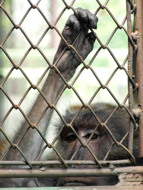 Małpa w klatce - Zdjęcie, obraz