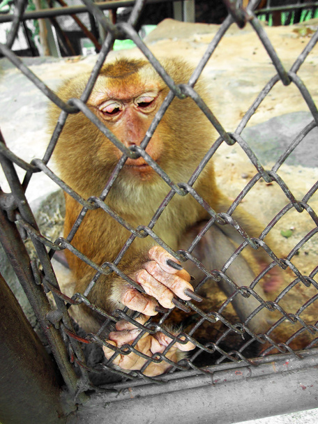 Mono en una jaula
 - Foto, Imagen