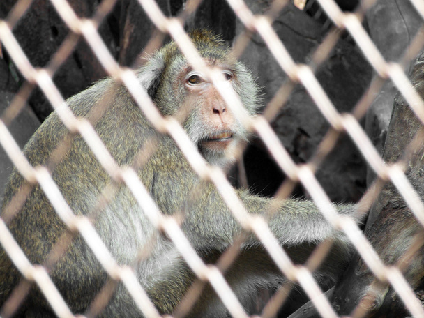 мавпа в клітці
 - Фото, зображення