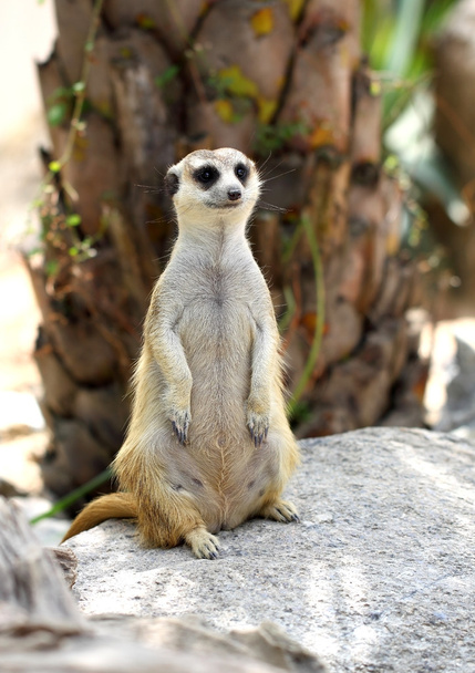 Portret van meerkat  - Foto, afbeelding