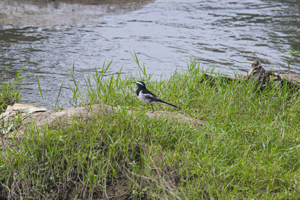 White-browed wagtail standing on a rock near a river bed - Photo, Image
