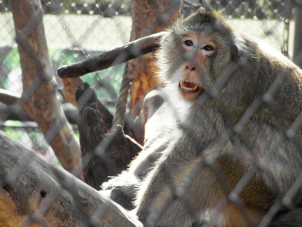 bir kafeste maymun - Fotoğraf, Görsel