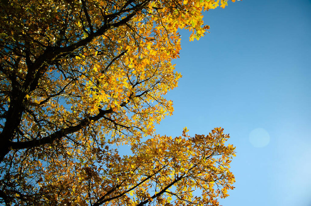 A low angle shot of the golden leaves of a huge tree captured on a sunny day during autumn - Fotó, kép