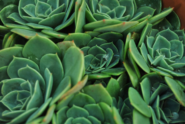 A selective focus shot of growing fresh echeverias - Photo, Image