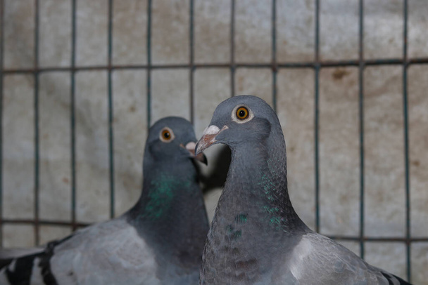 A couple of gray color dove in a cage - Фото, изображение