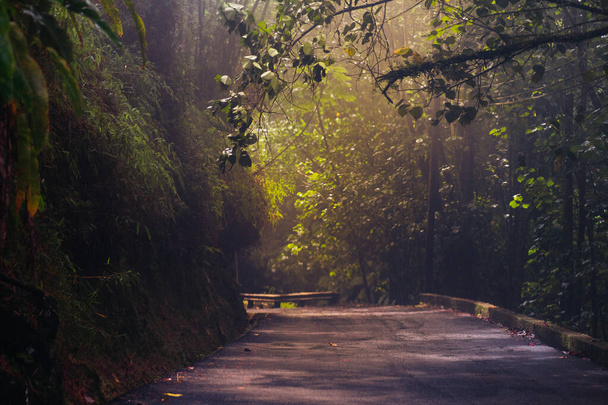 A mysterious shot of a road in a foggy forest with fresh green trees - Φωτογραφία, εικόνα