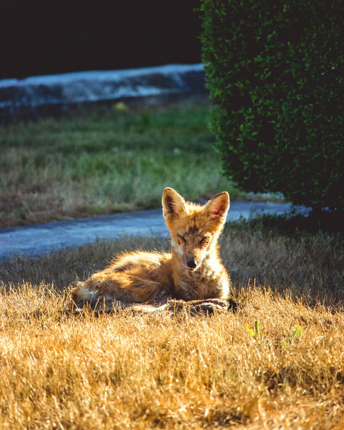 A vertical shot of a fox with squinting eyes lying in the sun - Φωτογραφία, εικόνα