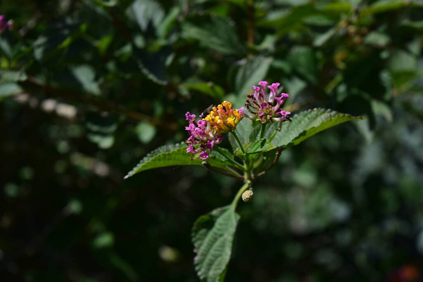 A selective focus shot of Lantana plant flowers in the Maltese countryside - Фото, зображення