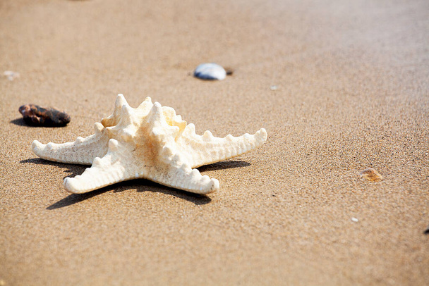  Αστέρι της θάλασσας στην αμμώδη παραλία την ηλιόλουστη μέρα. Έννοια χαλάρωσης. - Φωτογραφία, εικόνα