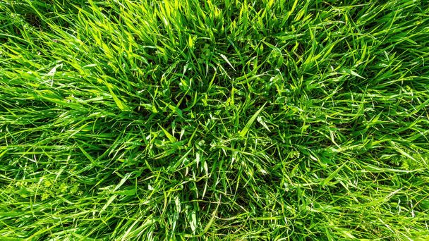 Весенний или летний природный фон с зеленой травой - Фото, изображение
