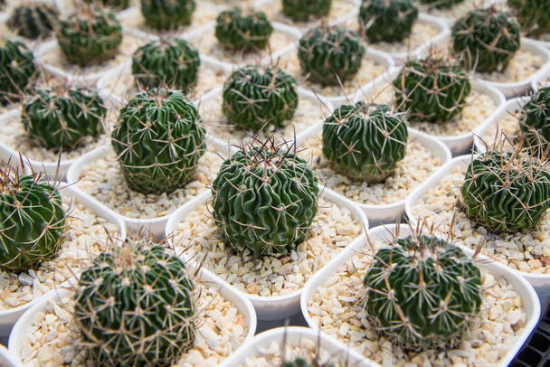 Echinofossulocactus (Stenocactus) , Cactus planted in white pot in nursery - Photo, Image