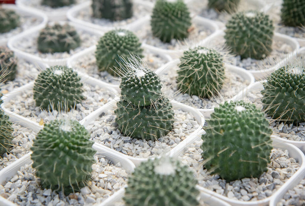 Mammillaria spinosissima cv. UN PICO , Small cactus planted in white pot in nursery - Photo, Image