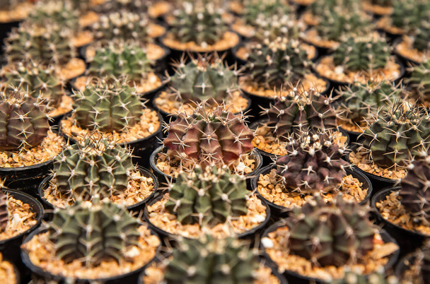 Gymnocalycium mihanovichii , Small cactus planted in a pot in a nursery farm - Photo, Image