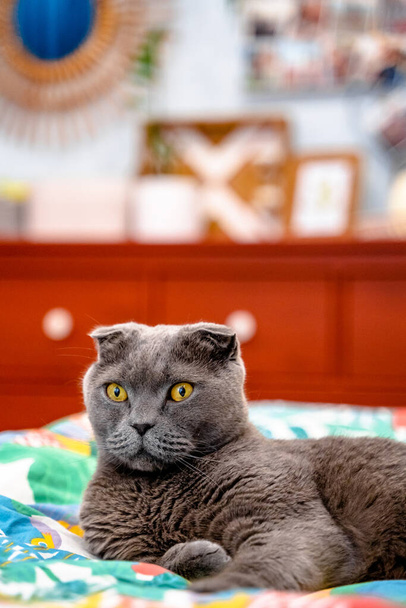 Gato gris pliegue escocés se encuentra en la ropa de cama en la cama con un hermoso interior moderno - Foto, Imagen