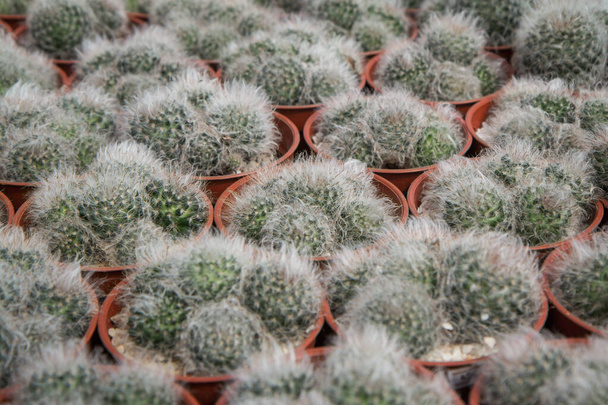 Mammillaria bocasana , The cactus is planted in a red pot in the nursery. - Photo, Image