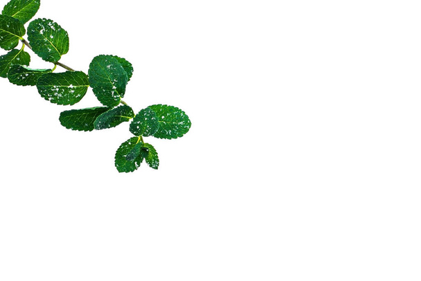 Mint leaves in the snow on a white background. - Fotó, kép