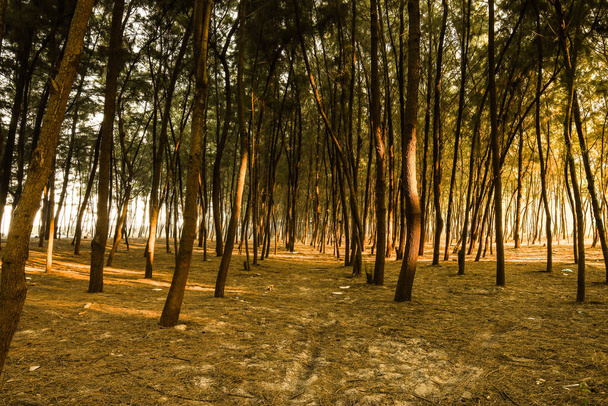 La linea di alberi in piedi forte su una spiaggia solitaria - Foto, immagini