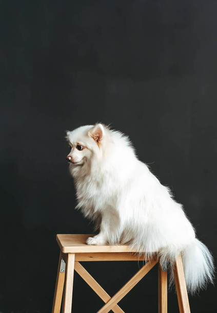 Ritratto di spitz bianco seduto su una sedia vicino al muro nero. Cane di piccola razza felice e divertente. Vista laterale - Foto, immagini
