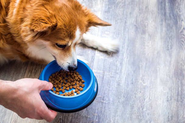 owner feeds dry food from a bowl to the dog on the kitchen floor. - 写真・画像