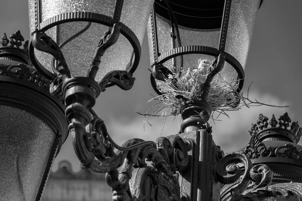 tortola en el nido dentro de una farola - Fotografie, Obrázek