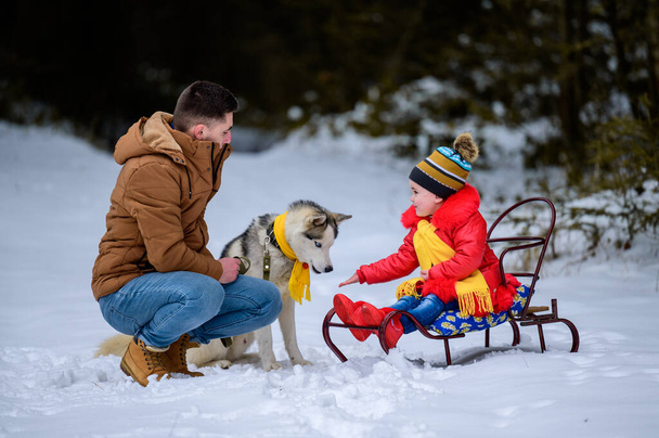 Зимові ігри тато і дочка з домашнім улюбленцем, хаскі і його власники в зимовому лісі.новий
 - Фото, зображення