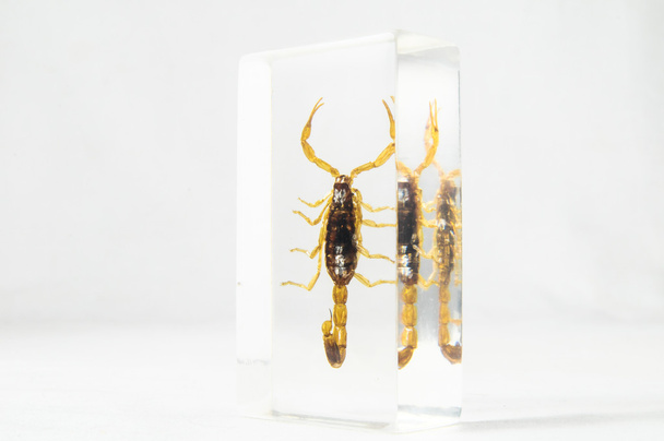 nakládané scorpion - Fotografie, Obrázek