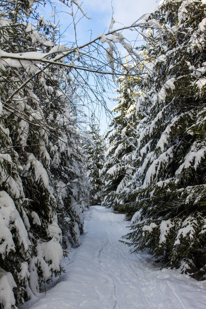 path through snow covered fir trees in winter forest - Photo, Image