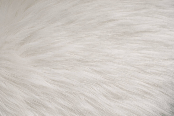 white fur texture full background. - Photo, Image