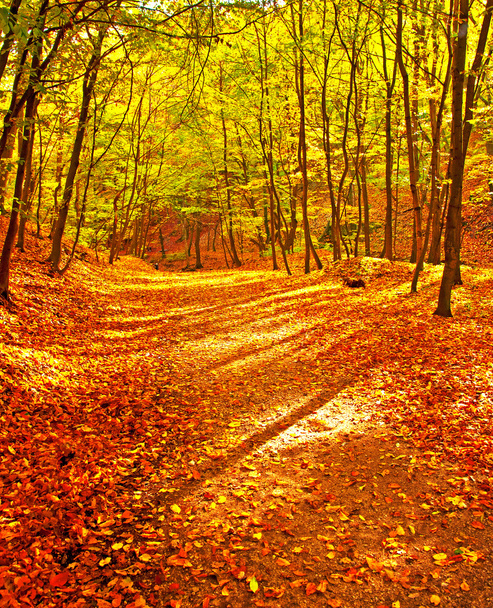 szép őszi táj - Fotó, kép
