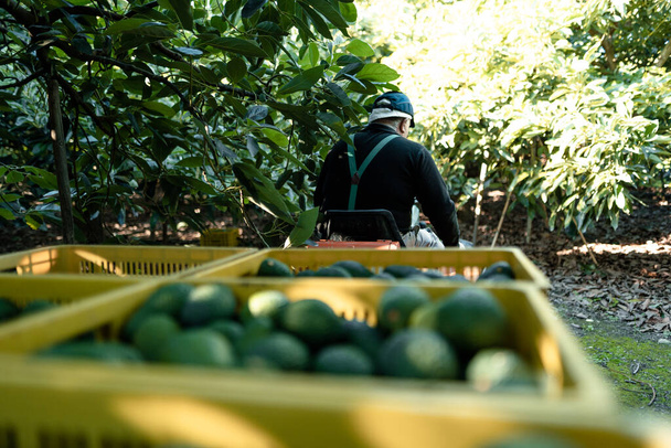 Bauern beladen den Lastwagen mit vollen Avocadokartons. Erntezeit. Biologische Avocado-Plantagen in Velez-Malaga, Andalusien, Spanien - Foto, Bild
