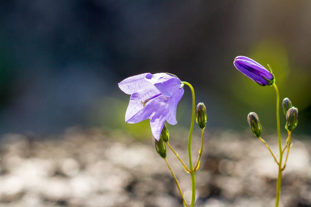 Wild bluebell flowers in the tundra. Violet gentle campanula flower on the natural background. Copy space - Photo, Image