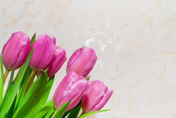 Bukiet siedmiu różowych tulipanów zbliżenie. kartka dzień dla kobiet na 8 marca neutralne tło wewnątrz. - Zdjęcie, obraz