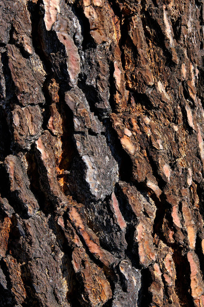 Textured Tree Bark nature Close Up for Background, Bark of pine tree - Zdjęcie, obraz