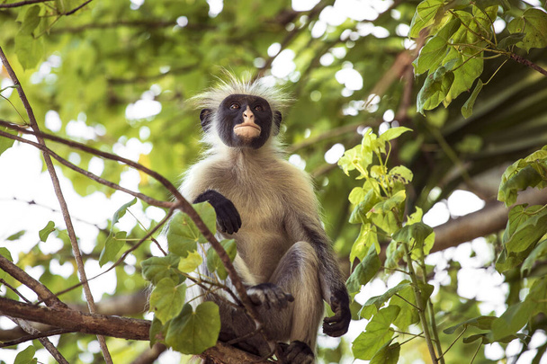 Занзибарская красная колобусная обезьяна сидит на дереве и отдыхает. Остров Занзибар, Танзания - Фото, изображение