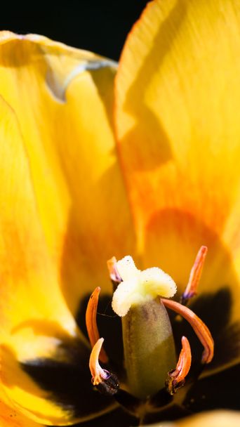 Struttura del tulipano
 - Foto, immagini
