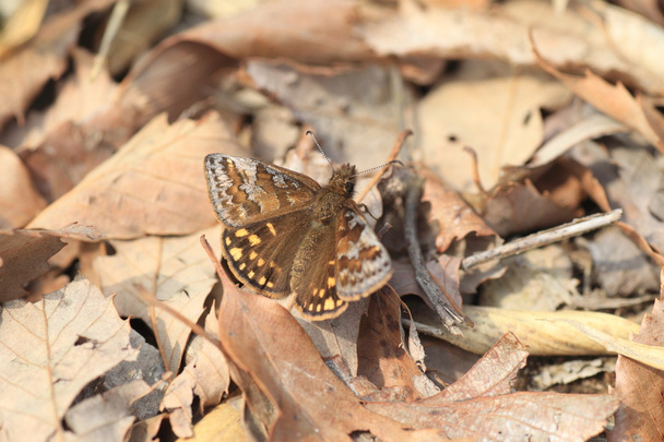Erynnis montanus butterfly
 - Фото, изображение