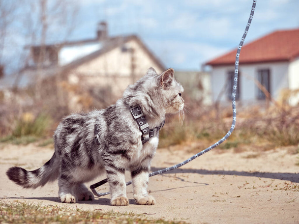 Kitten loopt aan een riem. - Foto, afbeelding