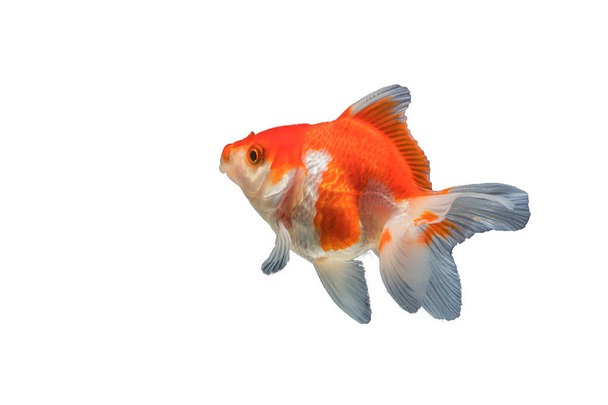 pesce rosso isolato su sfondo bianco. - Foto, immagini
