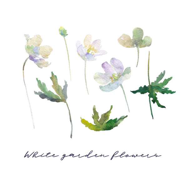 zestaw białych kwiatów ręcznie rysowane akwarela - Zdjęcie, obraz