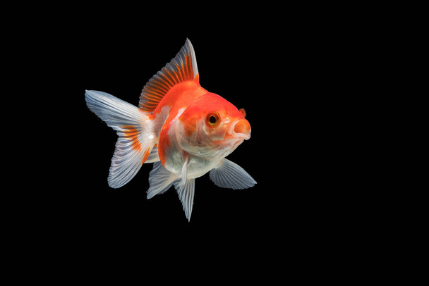 goldfish isolado no fundo preto. - Foto, Imagem