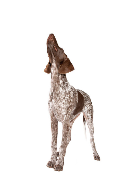 German Short haired Pointer puppy in front of a white background - Valokuva, kuva