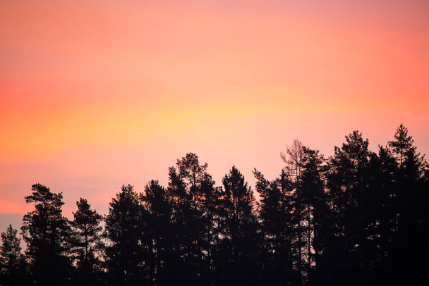Amazing sunrise in different bright colors (pink, peach, yellow, red) behind the tree tops. - Photo, Image