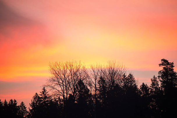 Increíble amanecer en diferentes colores brillantes (rosa, melocotón, amarillo, rojo) detrás de las copas de los árboles. - Foto, Imagen