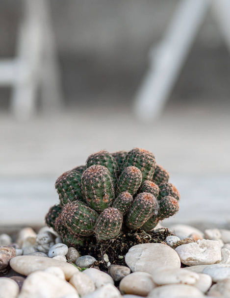 Lobivia cactus in the garden with stone. - Zdjęcie, obraz