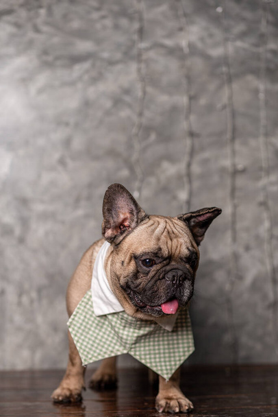 Fawn franse bulldog dragen shirt kraag staan met loft achtergrond, portret studio schot. - Foto, afbeelding